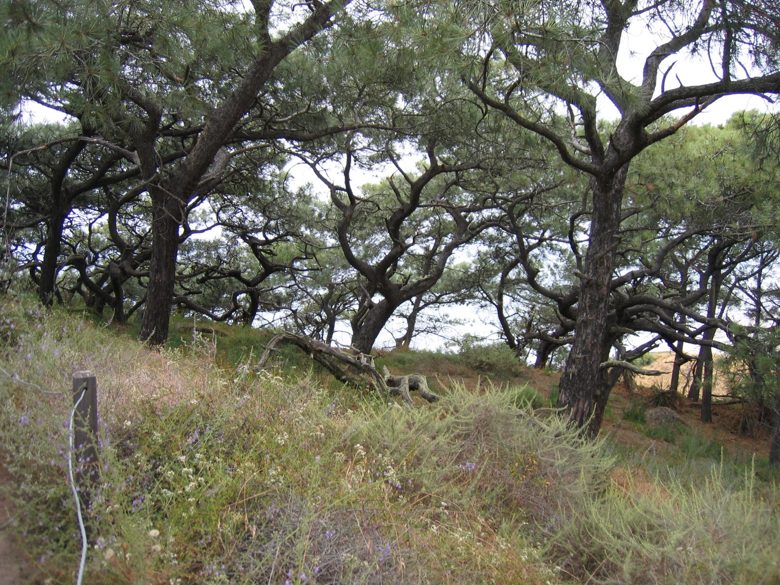 Group of trees at Torrey Pines State Park