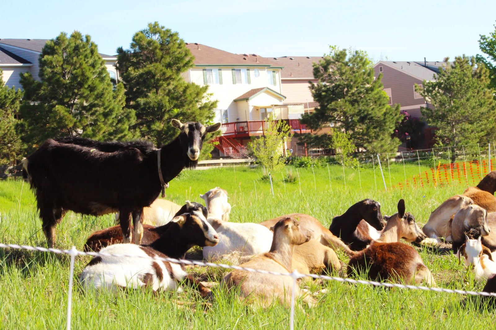 A group of goats laying in a grassy field with one goat standing, and houses in the background.