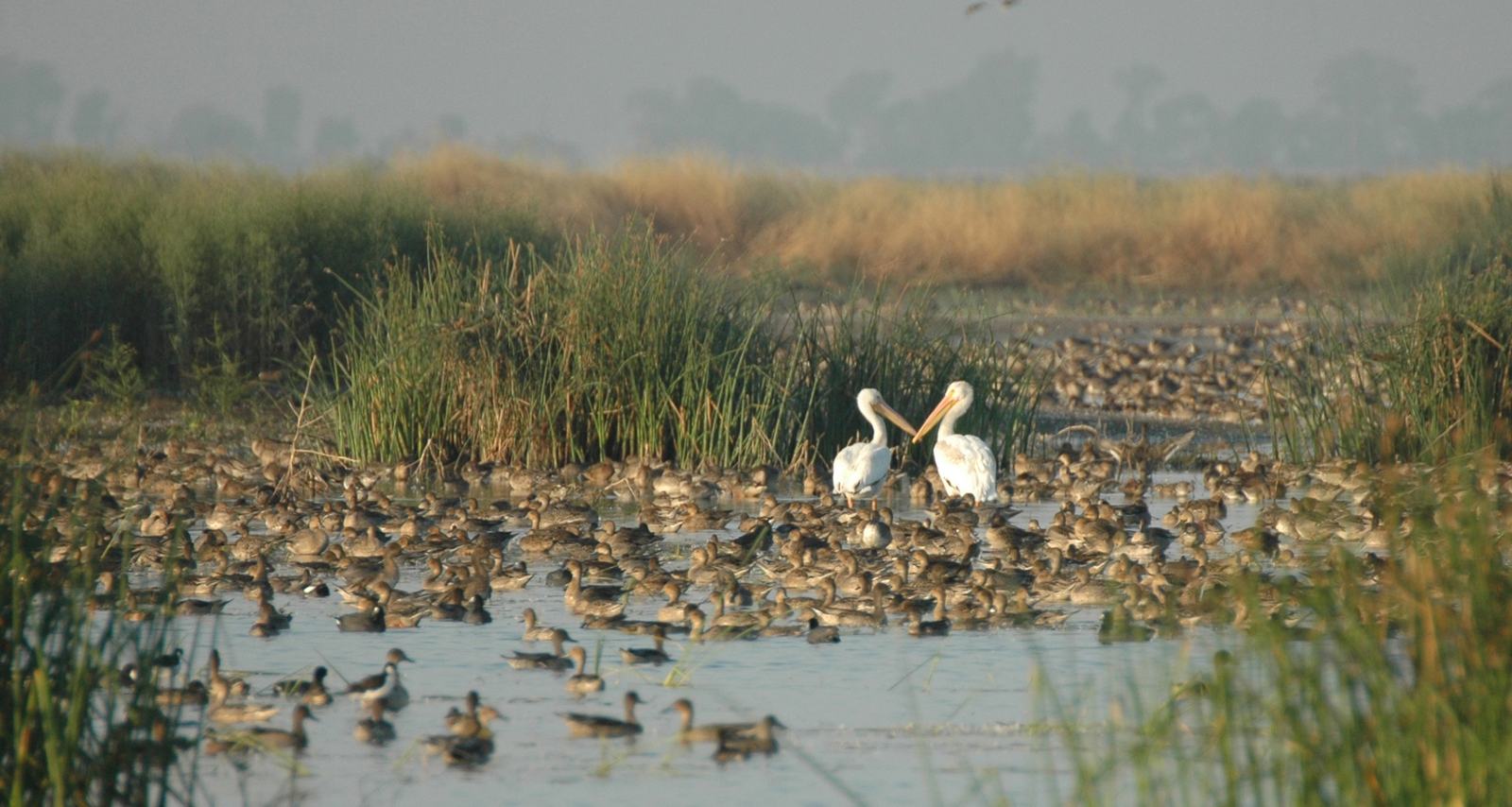 Cranes