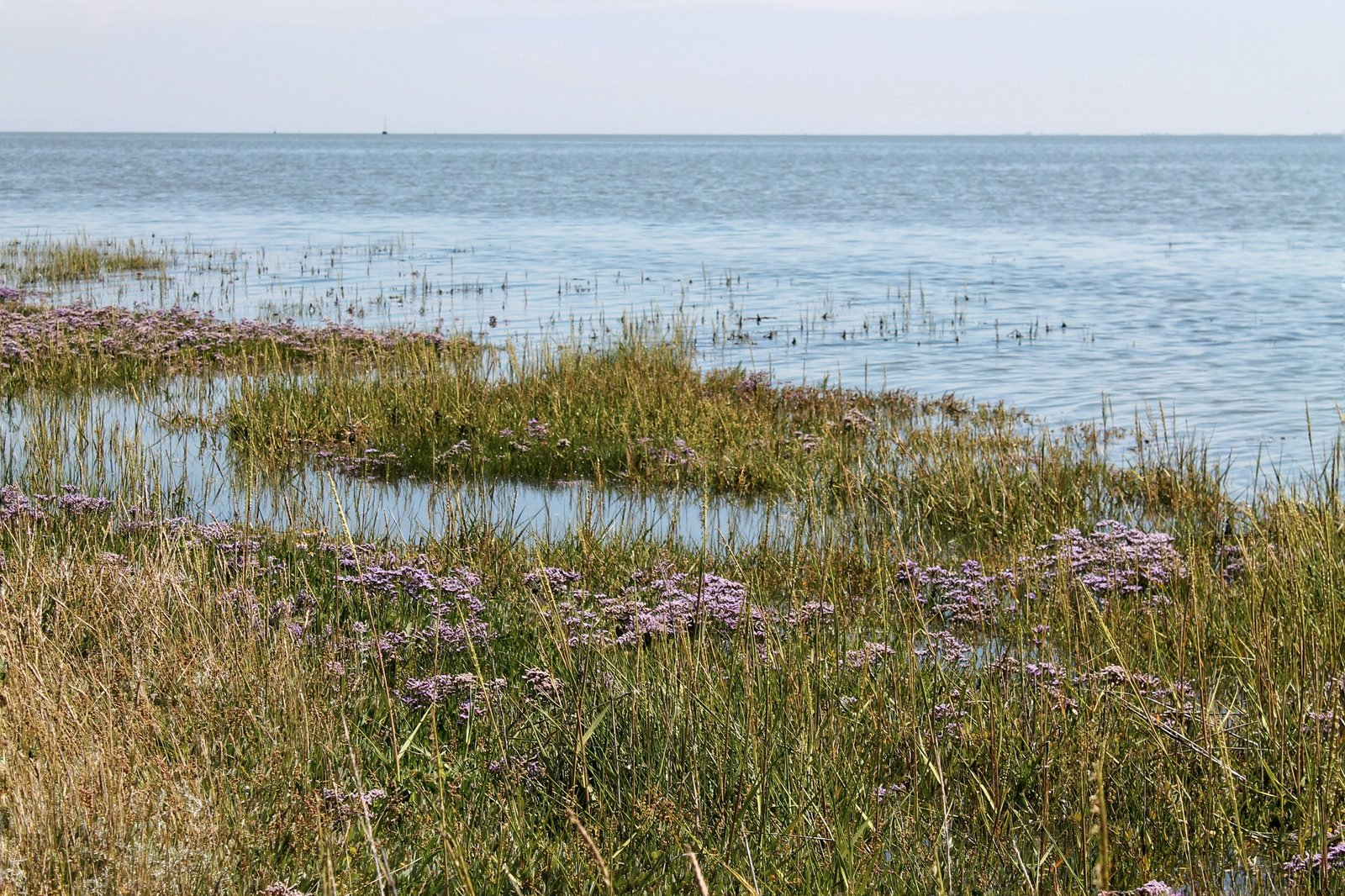 grasses with a beach on the horizon