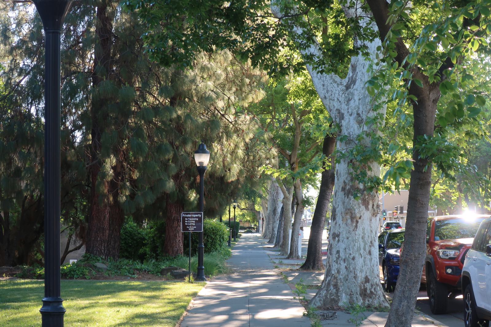 Shade Trees