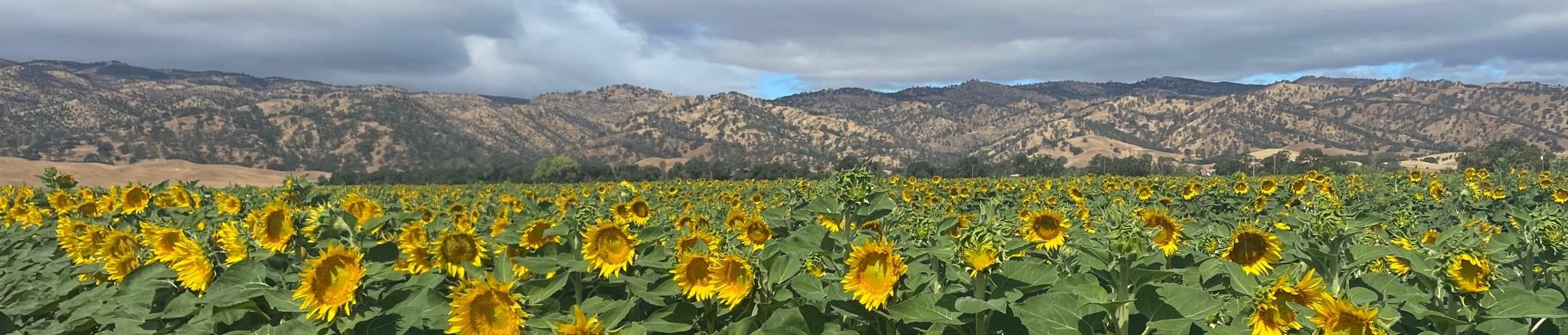 Sunflower Field Banner